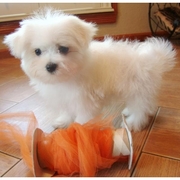 LOVELY MALTESE PUPPY FOR A NEW HOME